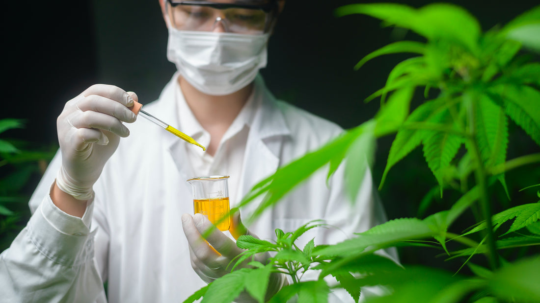 Will CBD get you high? - Clearing Up the Misconceptions